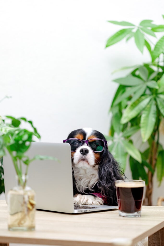 Dog sitting at a laptop in a home office, representing remote K9 consultant work